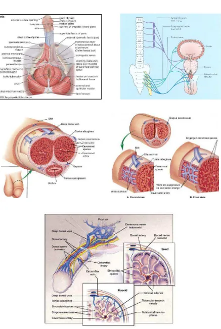 Gambar 2.2. Anatomi Penis 