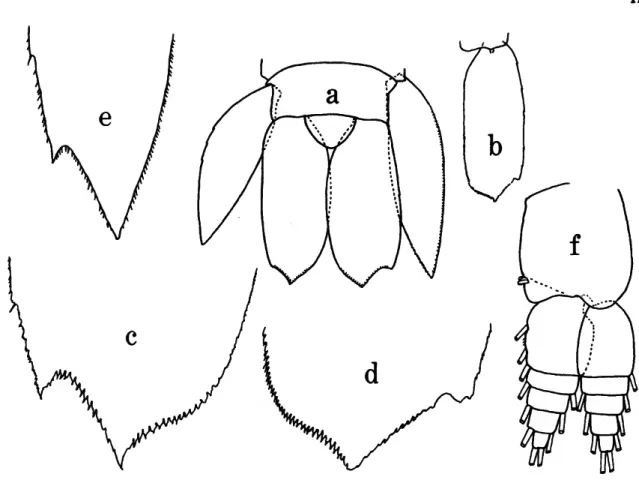 FIGURE 7.—Primno brevidens,  $ : a, telson and uropods; b, uropod 3; c-d, apex of right and left uropod 3 (from different individuals); e, apex of left uropod 3, juvenile, 2-3 mm; /, pleopod 3 of same juvenile.