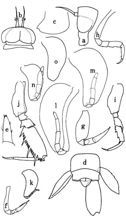 FIGURE 9.—Primno latreillei, $: a-b, head, lateral and dorsal; c, posteroventral corner of pleonite 3; d, telson and uropods; e, maxilliped, outer lobe; /, pereopod 1; g, pereopod 2;