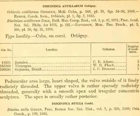 Reeve, Conch. Icon., Orbicula, pi. 1, fig. 2, 1862.