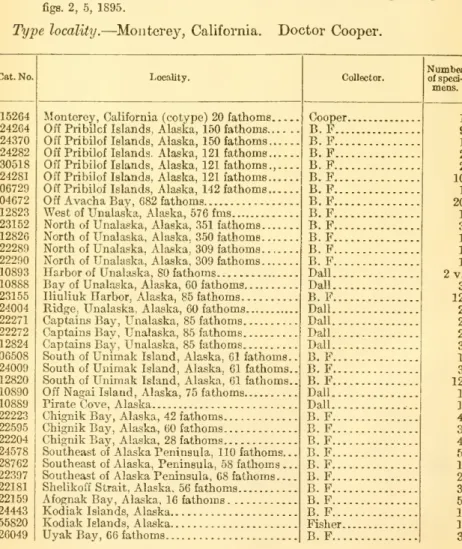 Tertbratula unguicula Carpenter, Proc. Zool. Soc, 1865, p. 201, figs. 1-4.