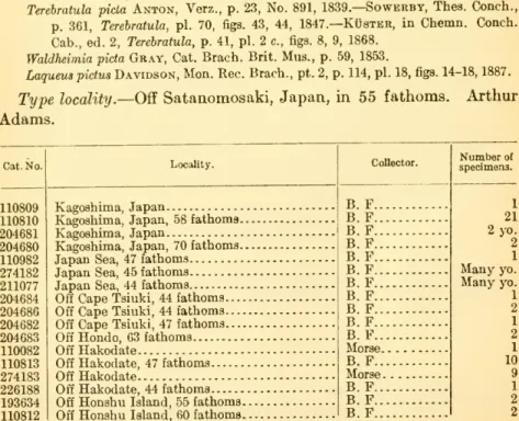 Laqueus rubella Davidson, Proc. Zool. Soc, 1871, p. 306, pi. 30, figs. 18-22.—