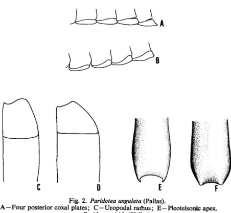 Fig. 2. Paridotea ungulata (Pallas).