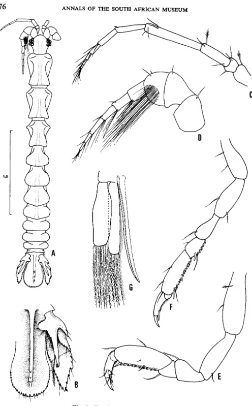 Fig. 3. Eisothistos crateris sp. novo