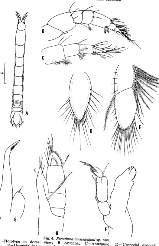 Fig. 4. Panathura amstelodami sp. novo