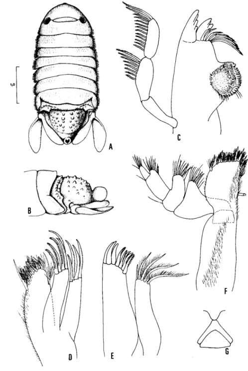 Fig. 7. Cymodocella sapmeri sp. novo