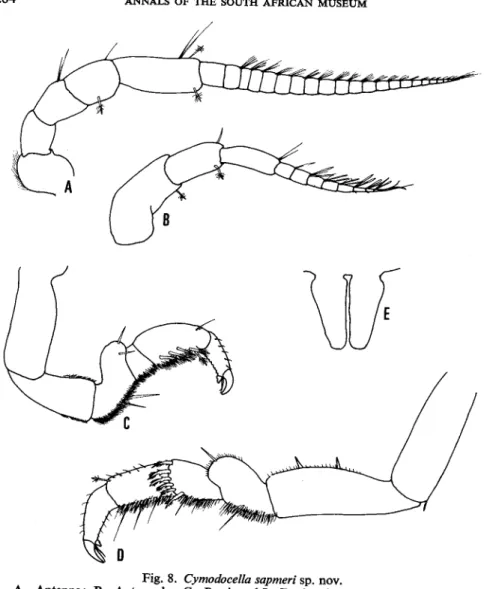 Fig. 8. Cymodocella sapmeri sp. novo