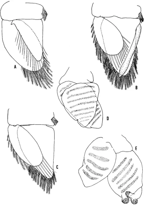 Fig. 9. Cymodocella sapmeri sp. novo