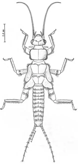 FIGURE 1.—Habitus of Zapada haysi (Ricker), mature female nymph.