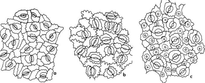 FIGURE  3.-Lower  epidermis of  species  of  Eperua,  X  400:  a, E .  oleifera  var.  campestris  (Schultes  10337,  US);  6 ,  E