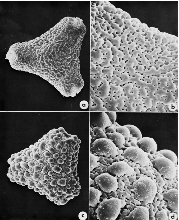 FIGURE  4.-Pollen  of  Eperua species. E. schomburgkiana  (Persaud  166  US): a,  X  1000;  b,  X  3000