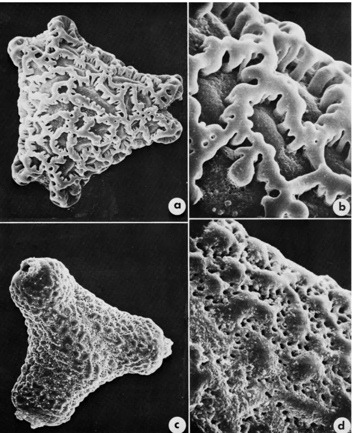 FIGURE  5.-Pollen  of  Eperua  species.  E.  faEcata  (Pires  et  a1  48876,  US):  a,  X  850;  b,  X  3000