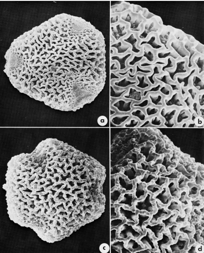 FIGURE  9.-Pollen  of  Eperua  species.  E. purpurea  (Maguire  41922,  US):  a,  X  1350;  b,  X  3000