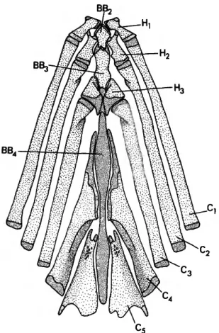 FIGURE 2.—Potamorhina squamoralevis, USNM 243228, ventral portion of gill arches, dorsal view (denser stippling represents cartilage).