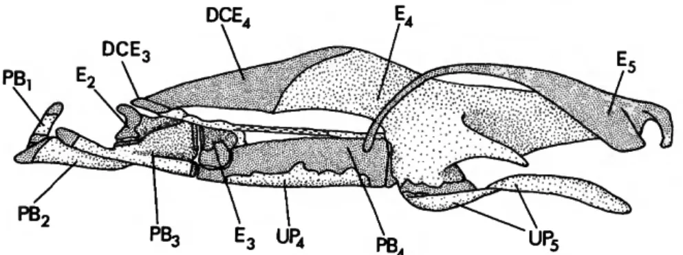 FIGURE 1.—Potamorhina laticeps, USNM 121325, dorsal portion of gill arches, right side, medial view (denser stippling represents cartilage).