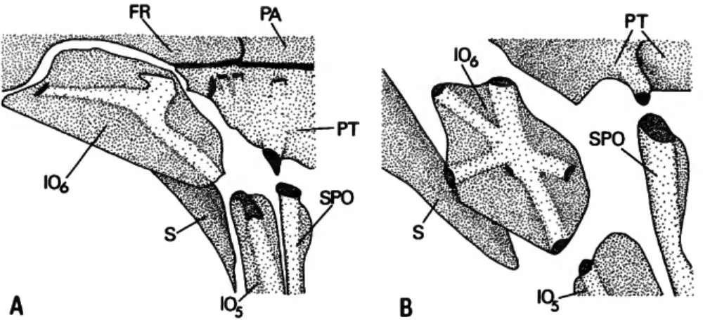 FIGURE 3.—Sixth infraorbital and proximate portions of associated bones: A, Curimata aspera, USNM 243242; B, Potamorhina altamazonica, USNM 257367.