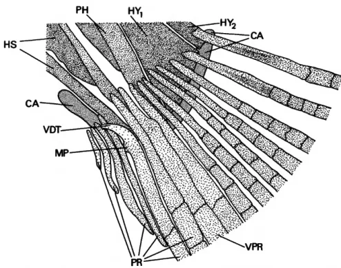FIGURE 4.—Potamorhma squamoralevis, USNM 243228, proximal portion of rays of lower lobe of caudal fin and associated elements of vertebral column.