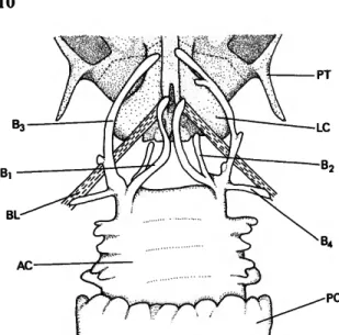 FIGURE 5.—Potamorhina latior, posterior portion of neuro- neuro-cranium, anterior chamber and anterior portion of posterior chamber of gasbladder, ventral view.