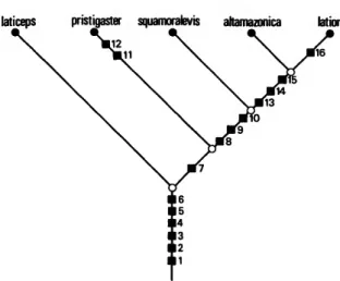 FIGURE 6.—Distribution of synapomorphies (boxes) for and within the genus Potamorhina: (1) horizontal realignment and elongation of dorsal process and distal cartilage of fourth epibranchial, (2) contact of distal cartilage of fourth  epibran-chial with di