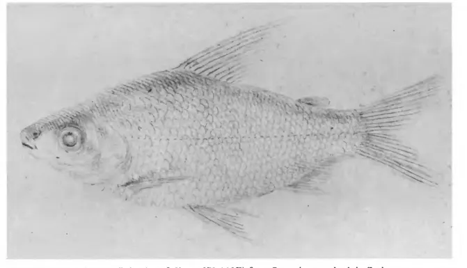 FIGURE 7.—Pencil drawing of Charax 378 (tl3f2) from Gronovious notebook in Zoology Library, British Museum (Natural History); enlargement