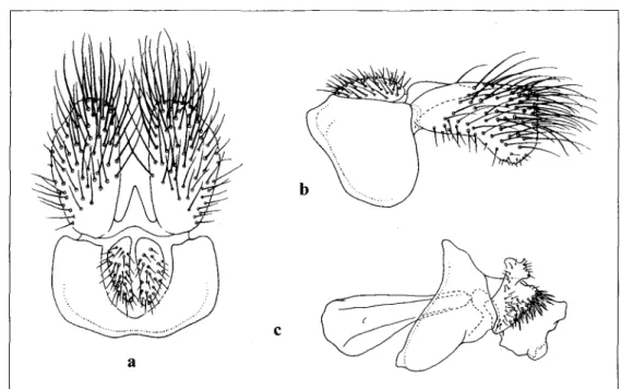 Fig. 26a-c: Male genitalia, Toxomerus insignis  (SCHINER).  - a: dorsal view of 9th tergum and associated structures; 