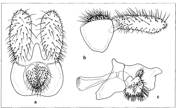 Fig 29a-c: Male genitalia, Toxomerus procrastinalus  METZ  spec. nov. - a: dorsal view of 9th tergum and associated struc-  tures; - b: lateral view of 9th tergum and associated structure; - c: lateral view of 9th sternum and associated structures