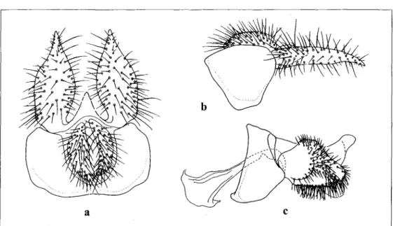 Fig. 30a-c: Male genitalia, Toxomerus saphiridiceps  (BIGOT).  - a: dorsal view of 9th tergum and associated struc-  tures; - b: lateral view of 9th tergum and associated structure; - c: lateral view of 9th sternum and associated  structures