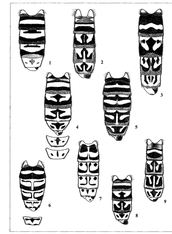 Figs 1-9: Abdominal patterns, dorsal view. - 1: Toxomerus valdesi  (FLUKE);  - 2: T. tibicen  (WIEDEMANN);  - 3: T