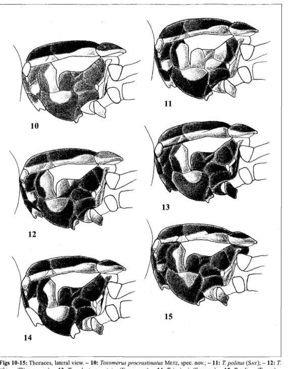 Figs 10-15: Thoraces, lateral view. - 10: Toxomerusprocrastinatus  METZ,  spec, nov.; - 11: T