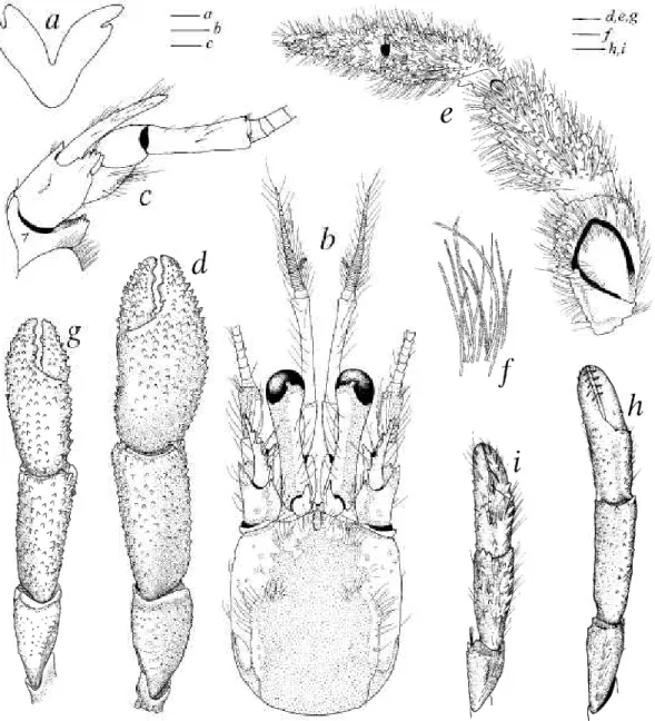 FIG. 4. Sympagurus symmetricus n. sp.: a, ft, paratype, male, si 9.5 mm, MUSORSTOM 6 stn DW471, New Caledonia (MNHN Pg 6052); b-g, paratype, male,  si 10.4 mm, MUSORSTOM 5 stn DW 301, New Caledonia (MNHN Pg 6051); /, paratype, female, si 8.9 mm, MUSORSTOM 