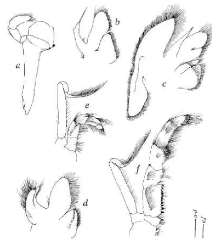 FIG. 5. Sympagurussymmetricus n. sp., paratype, male, si 9.5 mm, MUSORSTOM 6 stn DW471,  New Caledonia (MNHN Pg 6052)