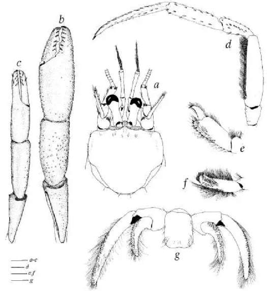 FIG. 8. Sympaguruspoupini Lemaitre, 1994, Marara stn 309, Tuamotu Archipelago: a, d-g, Inolotype, male, si 18.5 mm (MNHN Pg 5150); b, c, paratype, male,  si 15.9 mm (USNM 265395): a, shield and cephalic appendages; b, denuded right cheliped, dorsal view; c