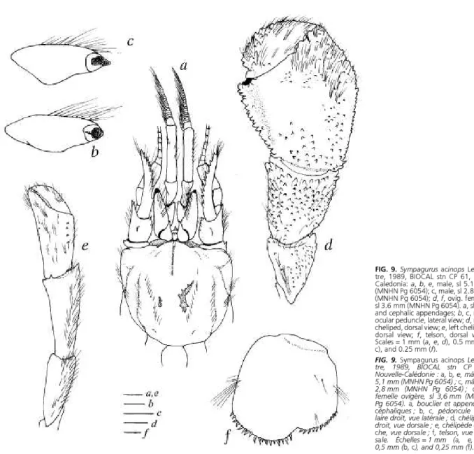FIG. 9. Sympagurus acinops Lemai-  tre, 1989, BIOCAL stn CP 61, New  Caledonia: a, b, e, male, si 5.1 mm  (MNHN Pg 6054); c, male, si 2.8 mm  (MNHN Pg 6054); d, f, ovig