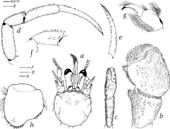 FIG. 11. Sympagurus dimorphus (Studer, 1883): a, c-e, h, male, si 10.0 mm, Eltanin stn 740, Drake Passage (USNM 155045); fa, f, female, si 8.1 mm