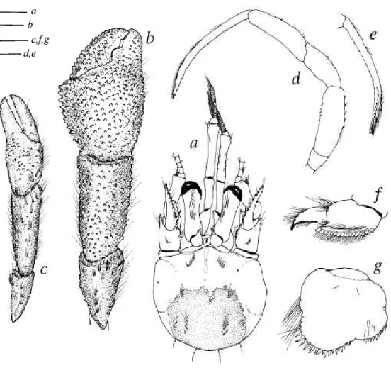 FIG. 12. Sympagurus soela Lemaitre, 1996: a, d-g, holotype, male, si 6.5 mm, Soela stn 0685-30, Marion Plateau, Queensland (NTM Cr 6854); b, c, paratype,  off Newcastle, New South Wales (USNM 270113): a, shield and cephalic appendages, dorsal view; fa, rig