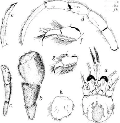 FIG. 13. Sympagurusplanimanus (de Saint Laurent, 1972): a-e, g, h, male, si 2.9 mm, Marara stn  D32, Society Islands (MNHN Pg 5132); f, paratype, female, si 4.2 mm, Siboga stn 45, Indonesia  (ZMA De 103.110): a, shield and cephalic appendages, dorsal view;