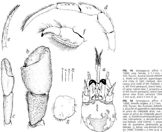 FIG. 14. Sympagurus affinis (Henderson,  1888), ovig. female, si 5.7 mm, Marara stn  339, Rurutu, Austral Islands (MNHN Pg5136): 