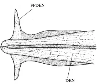 FIGURE 7.—Anterior portion of lower jaw and lateral fleshy flaps of Ctenolucius beani, USNM 293169; ventral view, anterior to left.