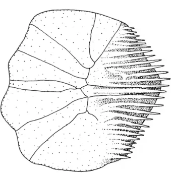 FIGURE 10.—Scale from anterior portion of midlateral surface of body of Ctenolucius beani, USNM 226435, showing pronounced ridges and posterior teeth, only major features of scales illustrated; lateral view, anterior to left.