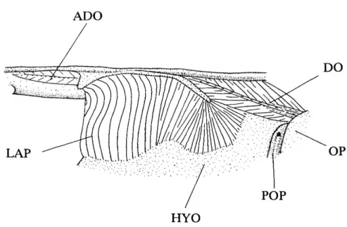 FIGURE 13.—Levator arcus palatini and dilatator operculi muscles of Ctenolucius beani, USNM 226435, slightly ventrolateral view, anterior to left.