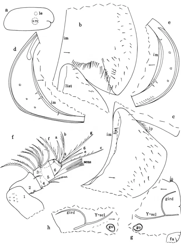 FIGURE 81.—Parasterope maddocksae Kornicker, new species, adult female, holotype: a, complete specimen from right side, length 1.50 mm; b.c, anterior left valve, iv; d,e, posterior left and right valves (nabs), respectively, i v ; / left 1st antenna, Iv; g
