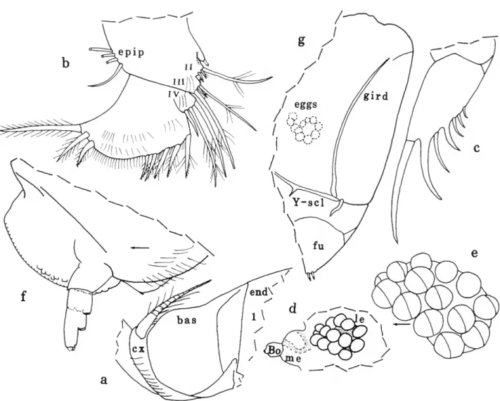 FIGURE 31.—Vargula grex Kornicker, new species, instar V female, holotype: a, dorsal bristle of coxale right maxilla, lv; b, left 6th limb, mv; c, left lamella of furca (teeth not shown); d
