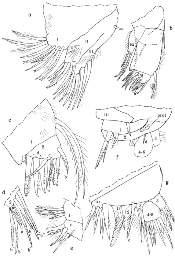FIGURE 34.—Pterocypridina nex Kornicker, new species, ovigerous female, holotype: a, endites right maxilla, lv;