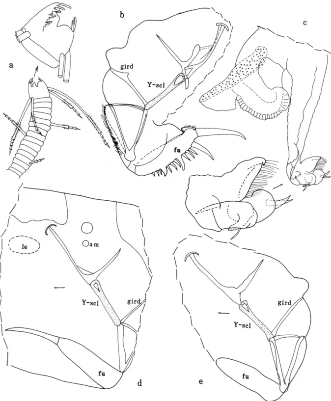 FIGURE 43.—Zeugophilomedes sphinx Komicker, new species, adult male, paratype, USNM 194247: a, 7th limb;