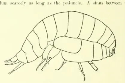 FIG. 10. — SCOPELOCHEIRUS CCECl s.