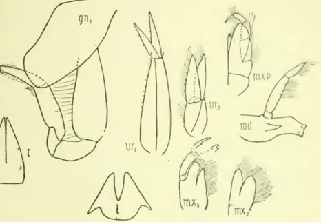 Fig. 11. — ScoPELociiKiiii s coscus. gn x , first onathopod; '. lower lip; md, uakdi-