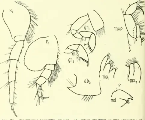 Fig. -7. Paraphoxus robtistus, female. ab 3 , third segment op the abdomen; &lt;i&gt;h.