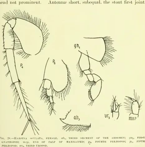 Fig. 28.— Hakpina oculata, female, ub,, third segment of the abdomen; gn x , first gnathopod; mrp, end of palp of maxilliped; p 4 , fourth per^opod; p it fifth PER.EOPOD; ur s , third uropod.