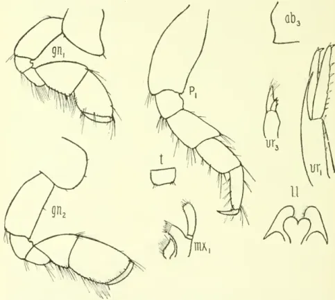 Fig. 16.- Eokystheus dektatds. «i&gt;:t. third segment &lt;&gt;f the abdomen; &lt;i&gt;h