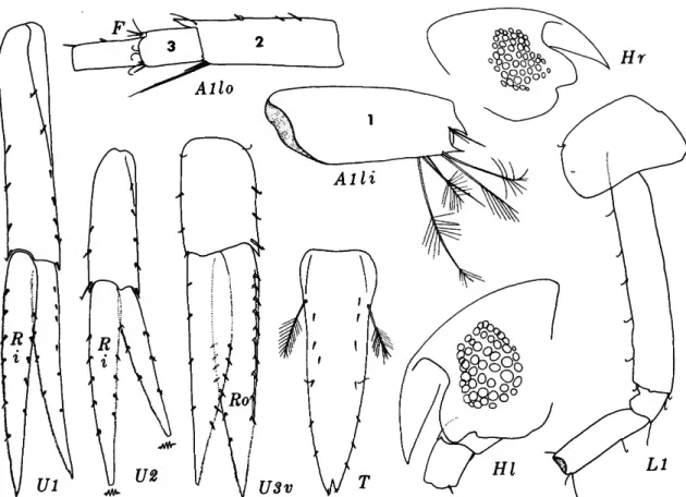 FIGURE 6.—Rhachotropis clemens J. L. Barnard, male, 3.3 mm, Oregon 46.
